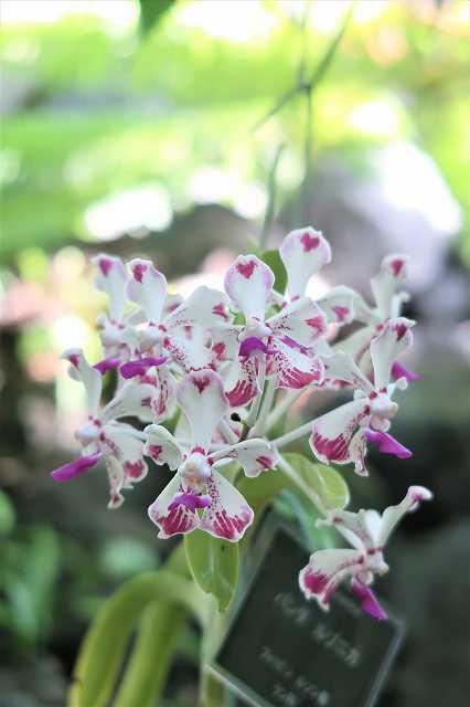 原種のラン開花してます！ - ミュージアムブログ - ときわミュージアム - ときわ公園|山口県宇部市